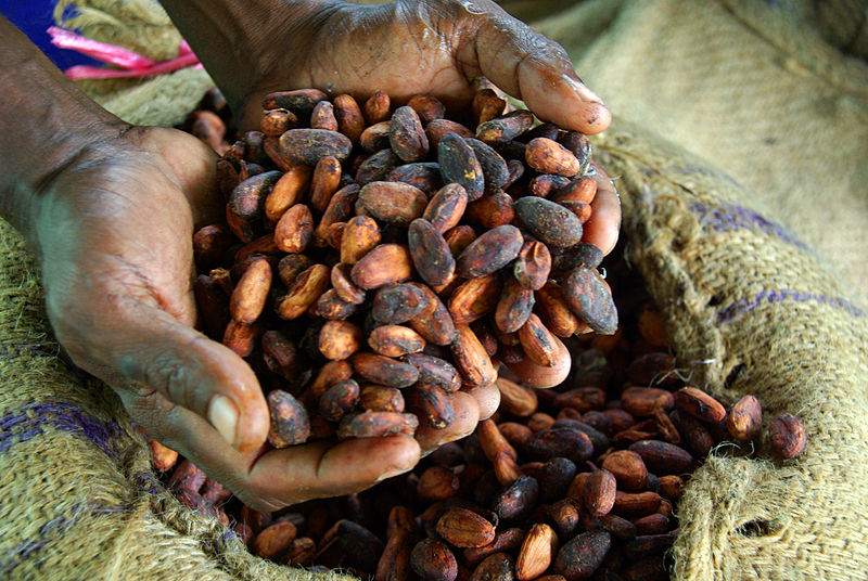 Dried Cocao Beans